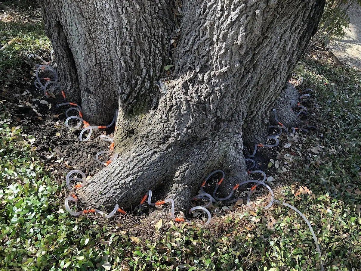 Detailed Tree Cabling and Bracing job site in Vinalhaven