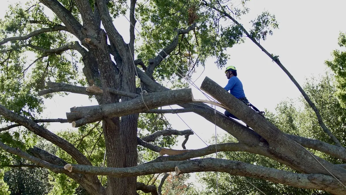 Professional Crown Thinning performed by certified arborists in Vinalhaven